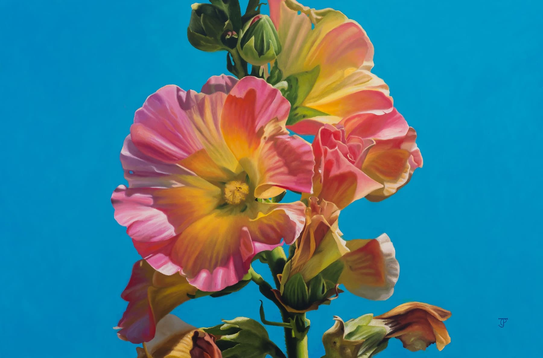 Holly Hock — Oil