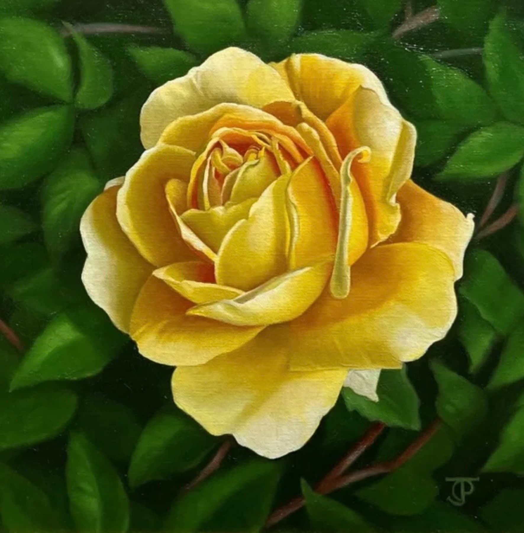 Pomona Rose — Oil